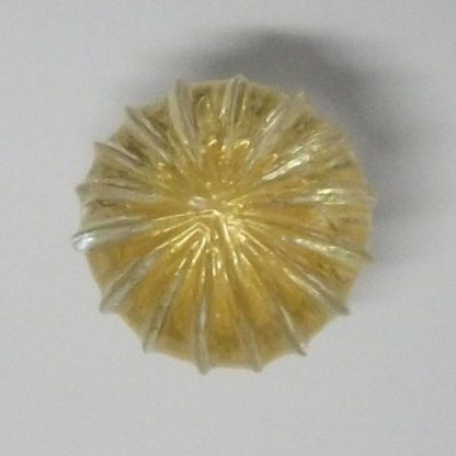 1920 pomolo - immagine 2